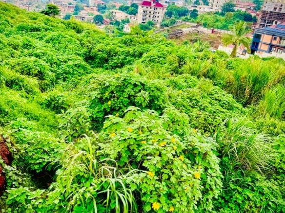 OPPORTUNITÉ FONCIÈRE EXCEPTIONNELLE À TSINGA – YAOUNDÉ