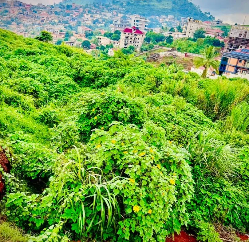 OPPORTUNITÉ FONCIÈRE EXCEPTIONNELLE À TSINGA – YAOUNDÉ