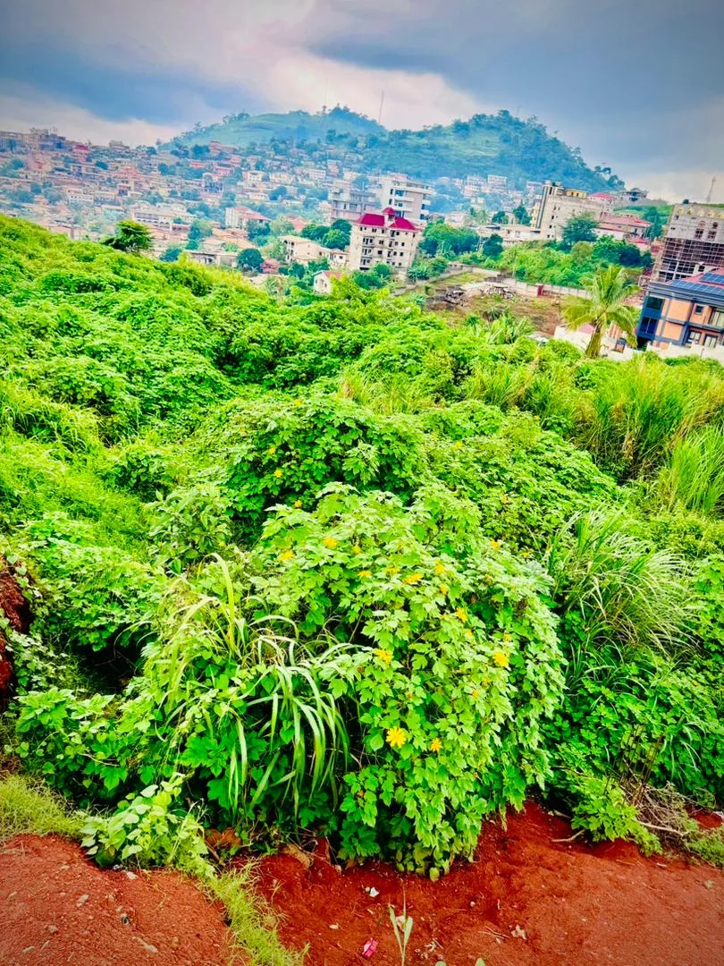 OPPORTUNITÉ FONCIÈRE EXCEPTIONNELLE À TSINGA – YAOUNDÉ
