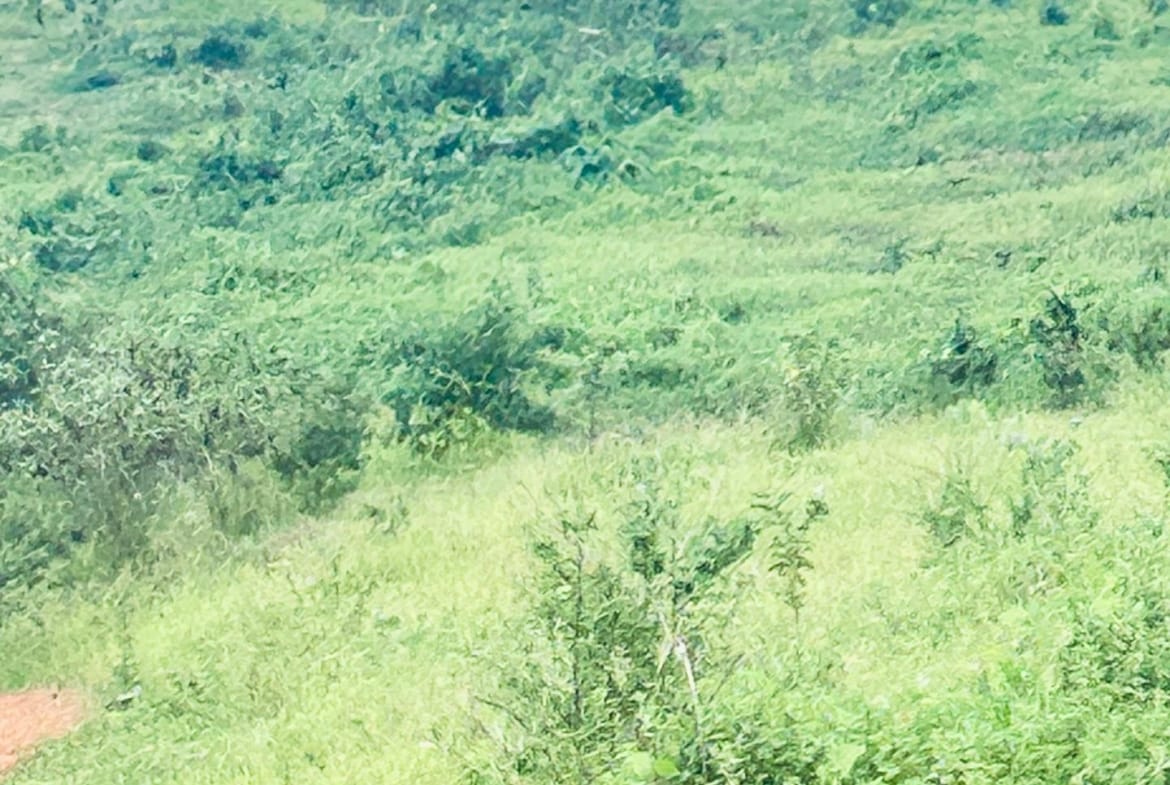 44 HECTARES À VENDRE À DIBAMBA – OPPORTUNITÉ EXCEPTIONNELLE !