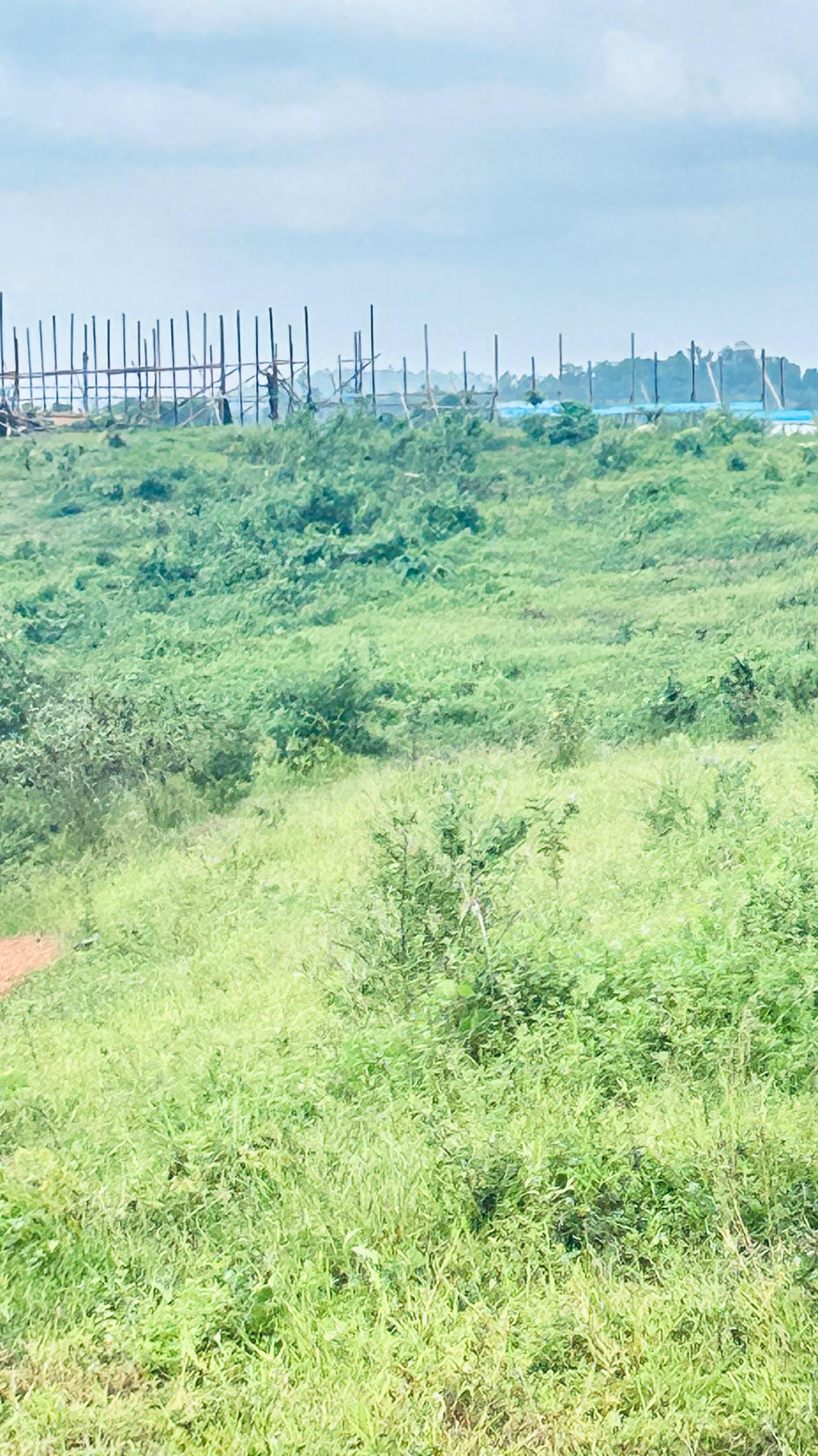 44 HECTARES À VENDRE À DIBAMBA – OPPORTUNITÉ EXCEPTIONNELLE !