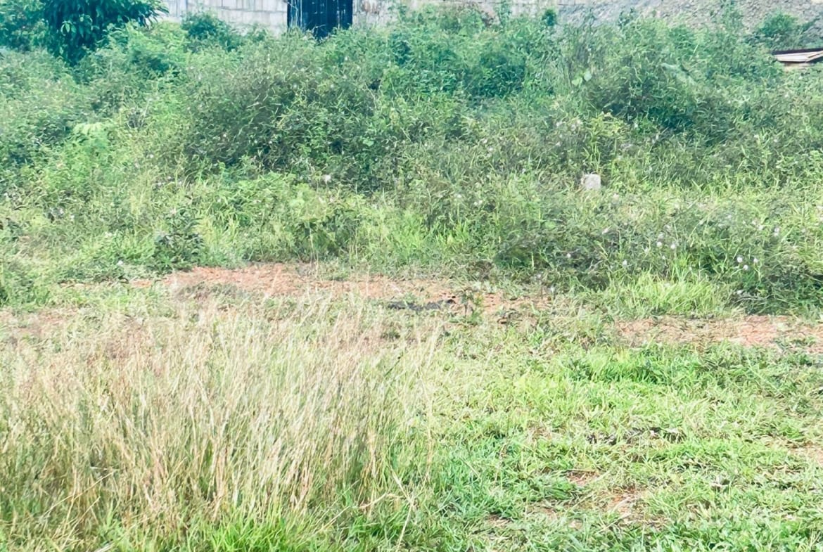 44 HECTARES À VENDRE À DIBAMBA – OPPORTUNITÉ EXCEPTIONNELLE !