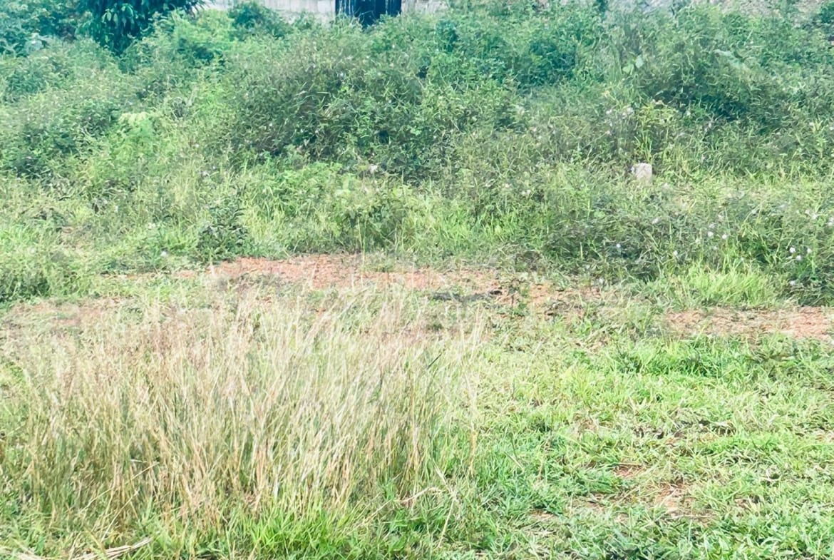 44 HECTARES À VENDRE À DIBAMBA – OPPORTUNITÉ EXCEPTIONNELLE !