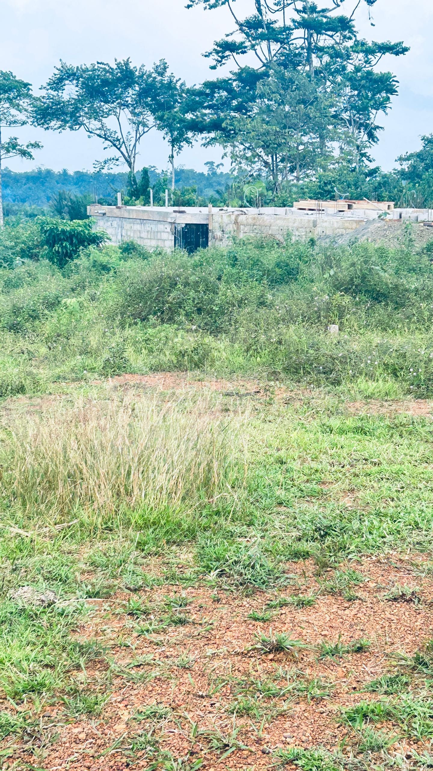 44 HECTARES À VENDRE À DIBAMBA – OPPORTUNITÉ EXCEPTIONNELLE !